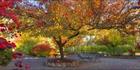 Colours of Autumn - Beechworth - VIC T (PBH4 00 13474)